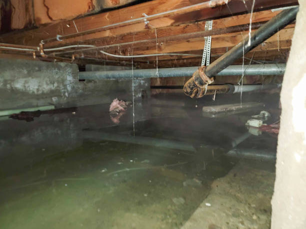 Best Flood restoration services  in Arlington, VA